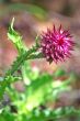 Nice Red Thistle