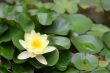 Lilly Pads