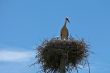 Stork family