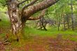 Across the forest