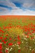 Wild poppies field