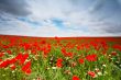 Flowers field