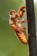 cicada slough