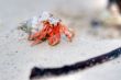 hermit crab