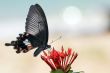 vibrating butterfly 2