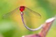 darter dragonfly (Urothemis signata)