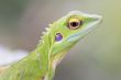 Green crested Lizard (Bronchocela cristatella)