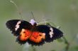 diurnal butterfly (Cethosia cyane)