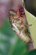 cicada larva