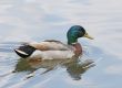Male Mallard
