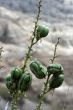 Flower pods badlands