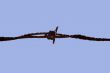 rusty wire