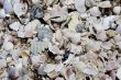 BEACH ABSTRACT