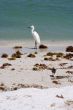 snowy egret