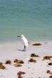 snowy egret