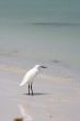snowy egret