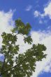 Oak Leaf