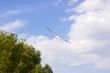Flying seagull