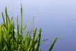 Grass and water