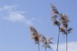 Four Reeds