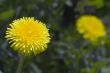 Dandelions