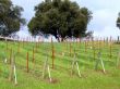 Young Vines