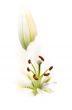 White Lily