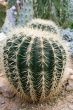 Fat Cactus