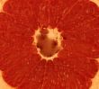 Nutritious foods and fruits