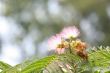 Mimosa Blossom