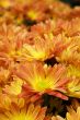 orange daisies