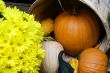 fall pumpkin