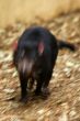 tasmanian devil