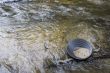 gold panning for gold