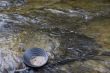 gold panning for gold