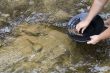 gold panning for gold