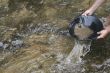 gold panning for gold
