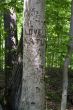 Love of carving
