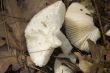 mushrooms