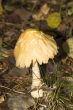 mushrooms
