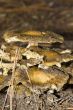 mushrooms