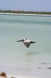 pelican