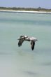 pelican