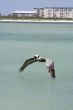 pelican