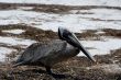 pelican