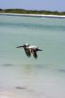 pelican
