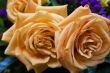 peach roses