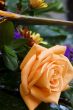 peach roses