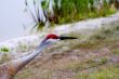 sandhill crane