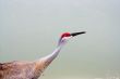 sandhill crane